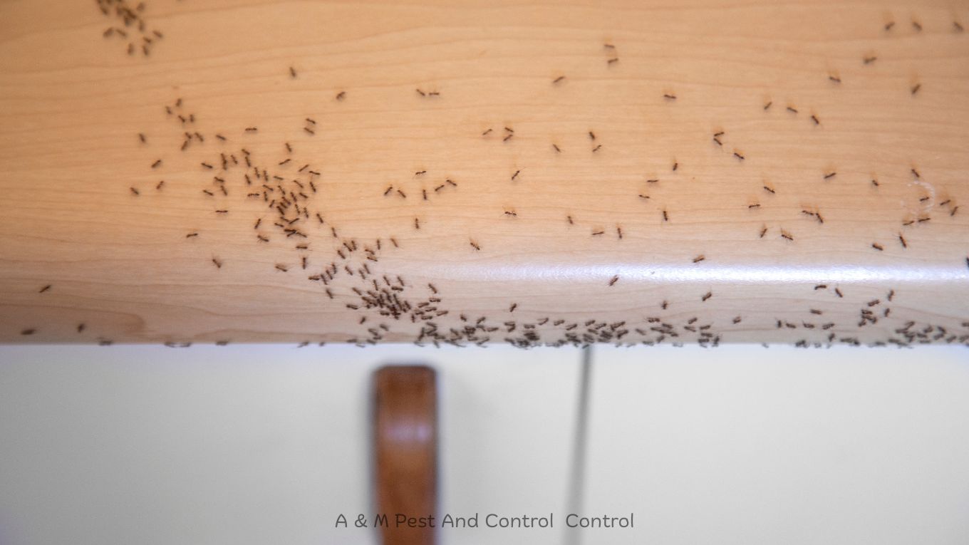 Ghost Ants control pueblo