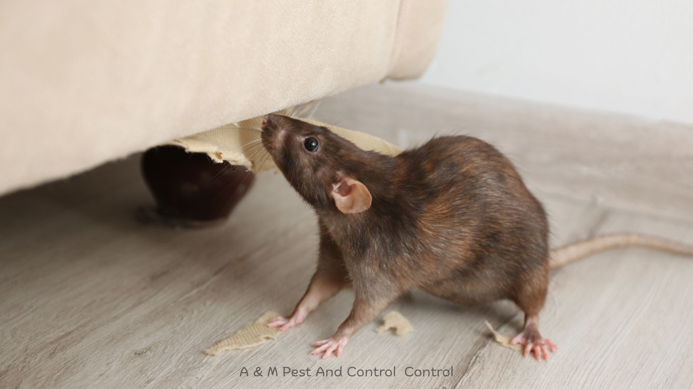 House Mice control pueblo