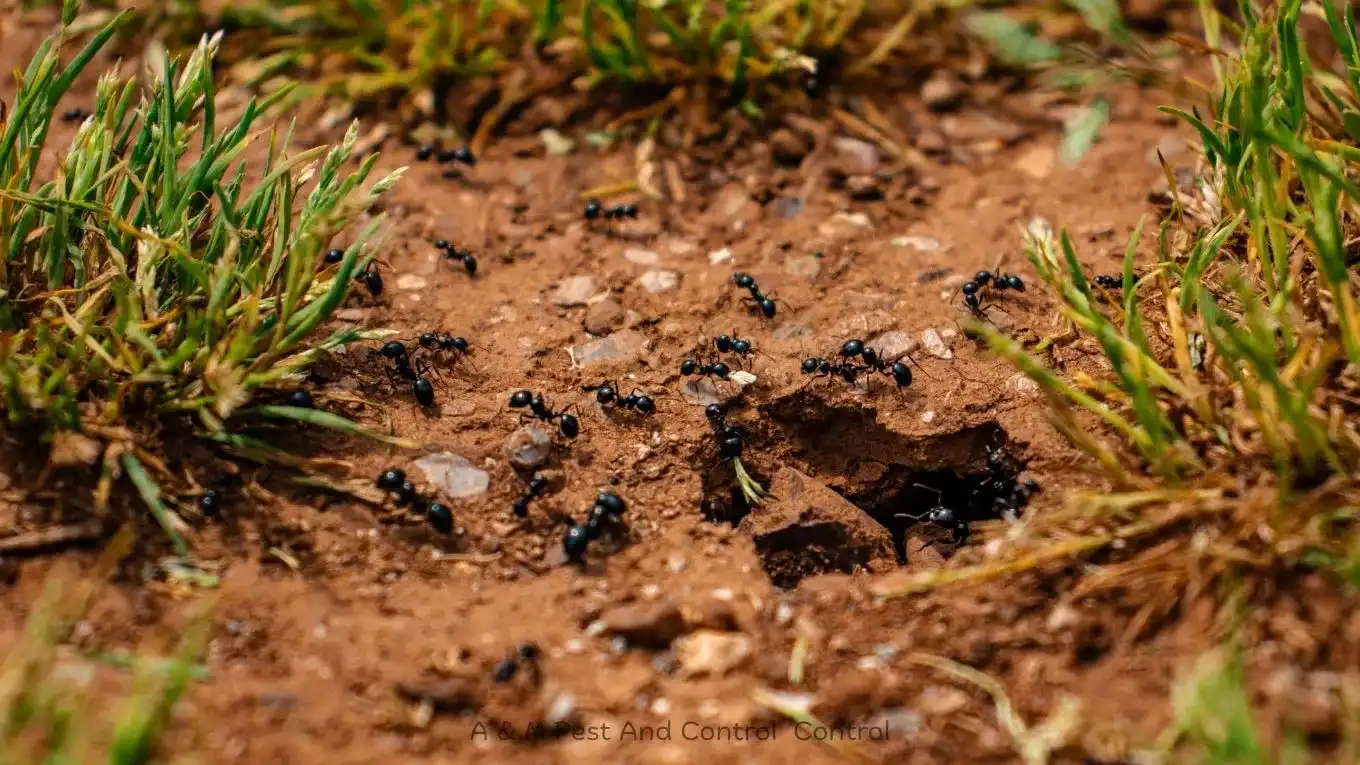 Field ant mound beside a rural driveway
