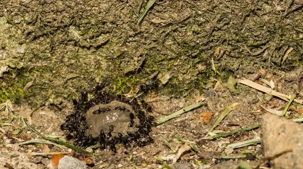 Odorous house ants on a kitchen surface