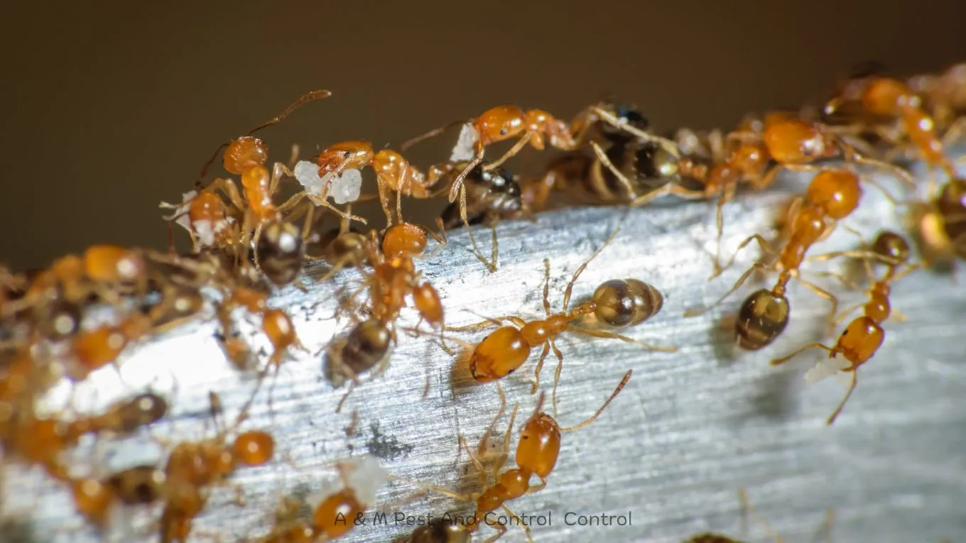 Tiny pale yellow pharaoh ants