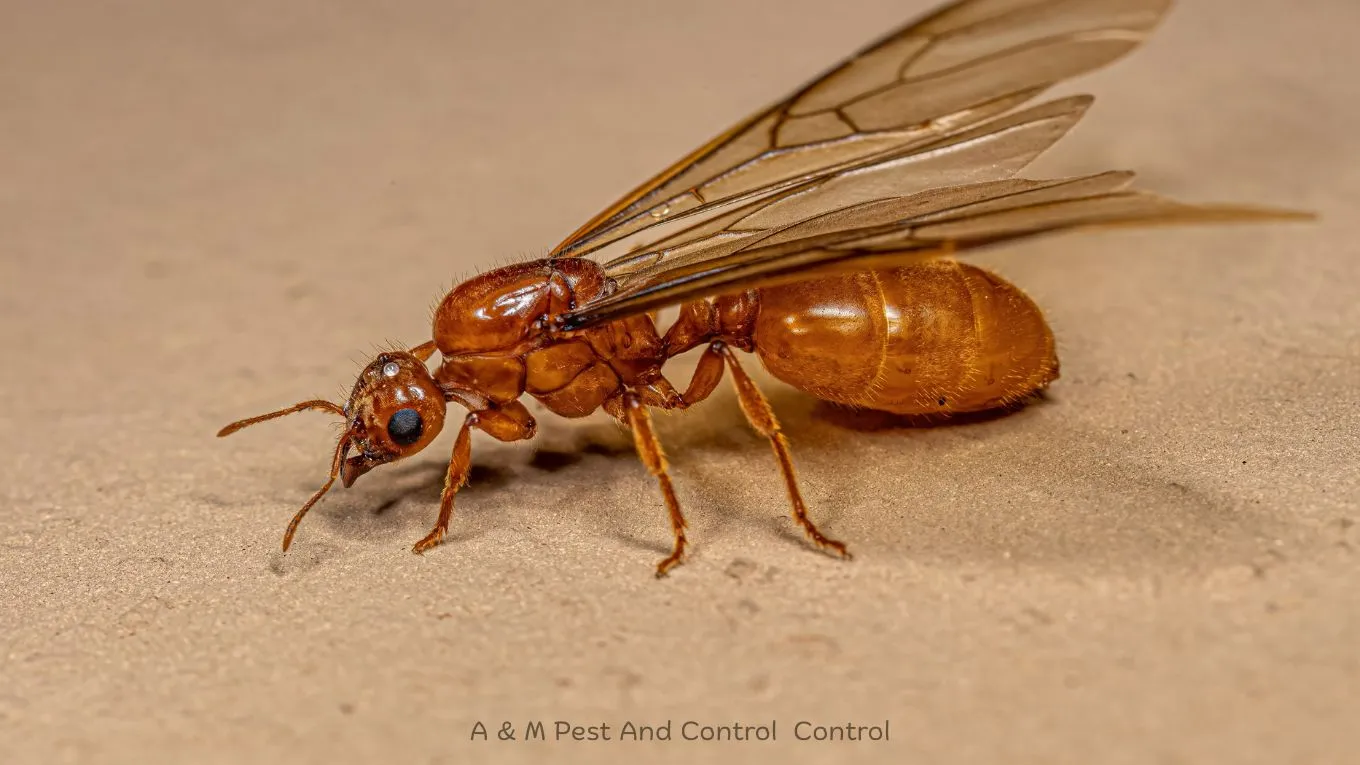 Very small thief ants near food